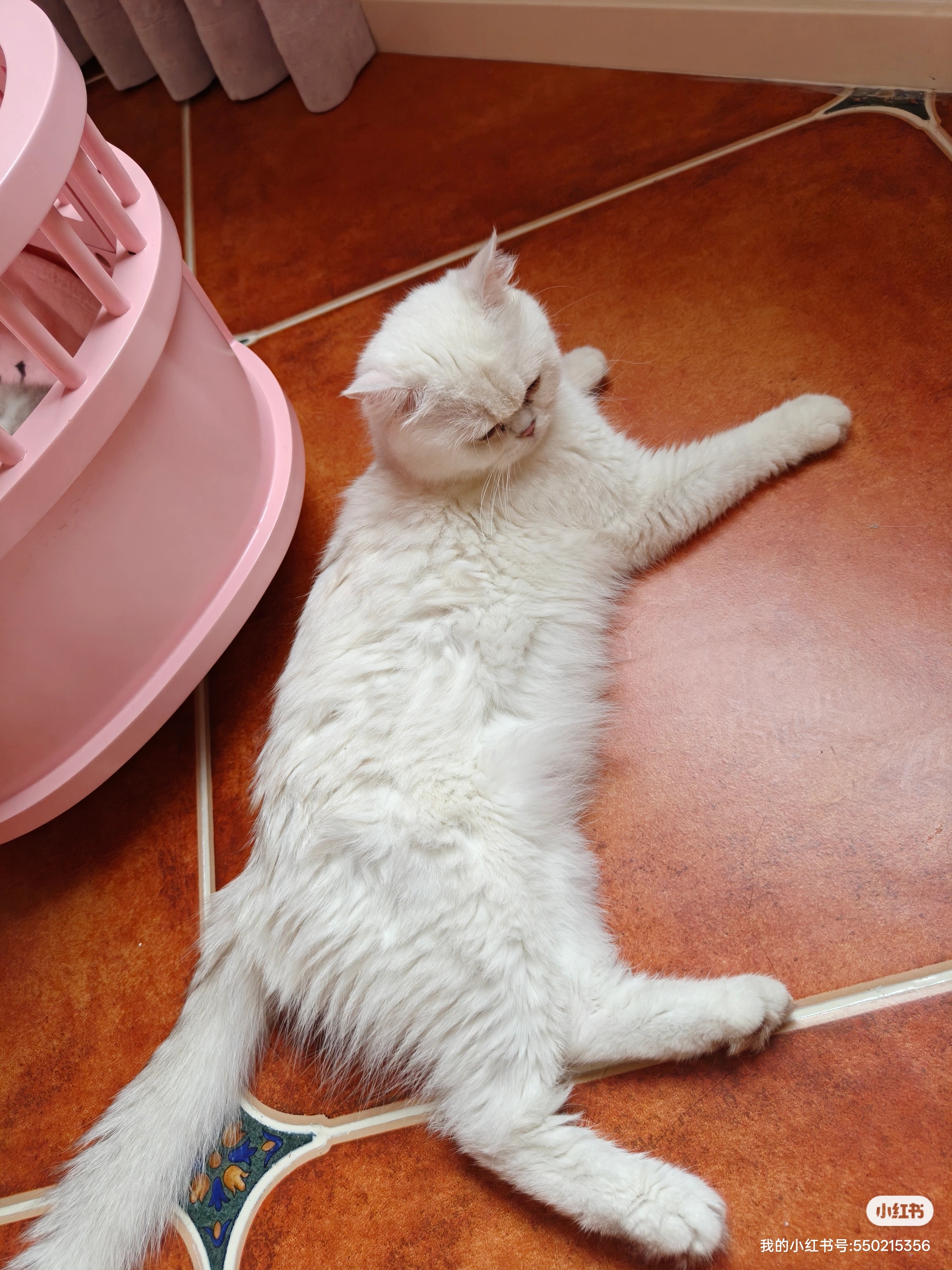 金渐层小奶猫银点都有喜欢的家长来